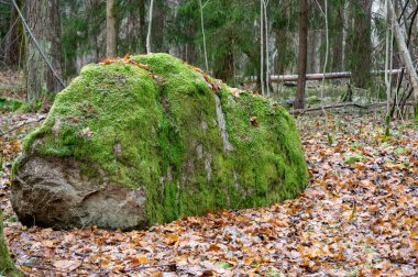 15 Kasım 2023 'te İsveç ormanında yeşil yosun ve sonbahar yapraklarıyla kaplı büyük bir kaya.