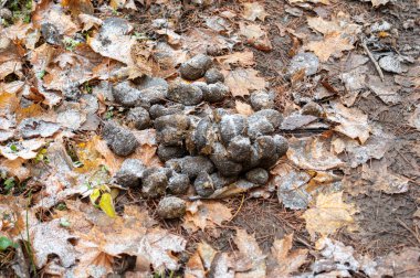 Frozen horse shit on trail through woodland Kumla Sweden November 15 2023