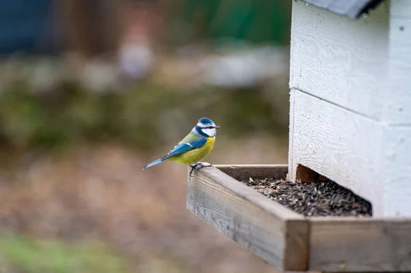 Blue tit standing at bird feeder with bird seeds Kumla Sweden November 15 2023