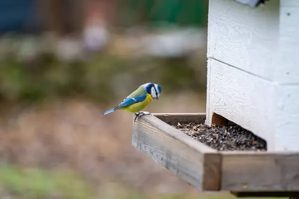Blue tit standing at bird feeder with bird seeds Kumla Sweden November 15 2023