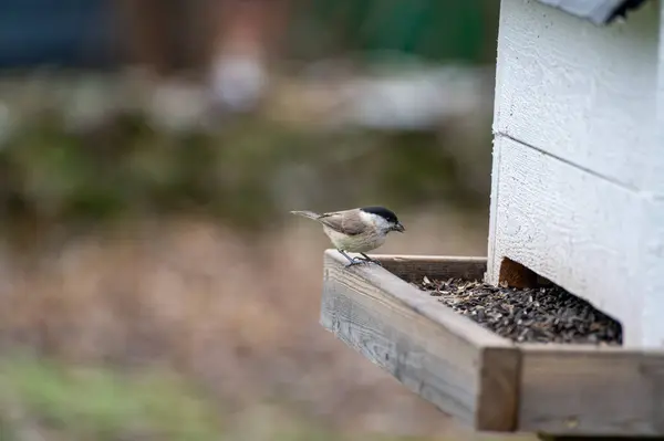 Small tit bird eating seeds at bird feeder Kumla Sweden November 15 2023