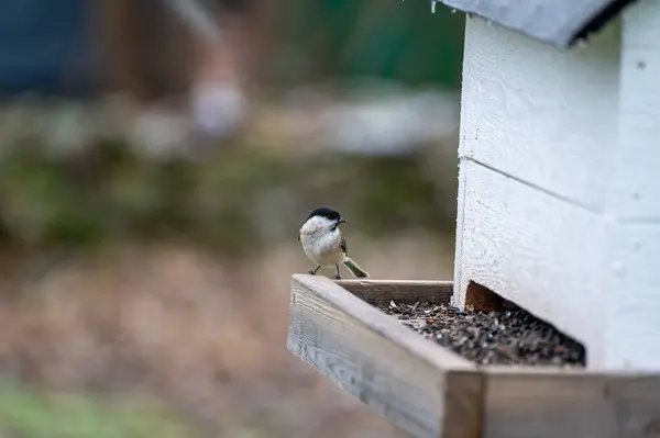 Small tit bird eating seeds at bird feeder Kumla Sweden November 15 2023