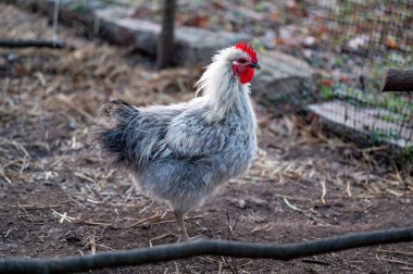 Küçük gri kıvırcık Hedemora horozu Kumla İsveç 'te yürüyüşe çıkmış 26 Kasım 2023