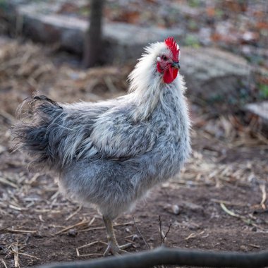 Küçük gri kıvırcık Hedemora horozu Kumla İsveç 'te yürüyüşe çıkmış 26 Kasım 2023