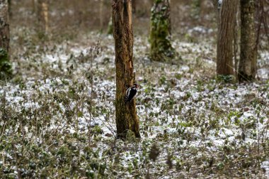 Büyük benekli ağaçkakan ölü ağaç gövdesini gagalıyor Kumla İsveç 26 Kasım 2023