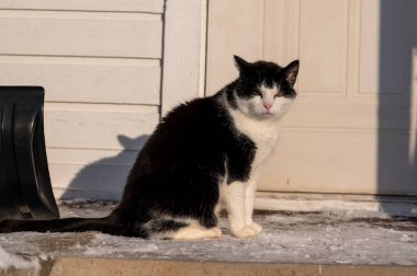 3 Aralık 2023 'te, dışarıdaki donmuş merdivenlerde oturan yaşlı büyük kedi.