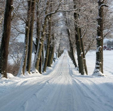 Kırsal bölgedeki ağaçlar 3 Aralık 2023 'te Kumla İsveç' te.