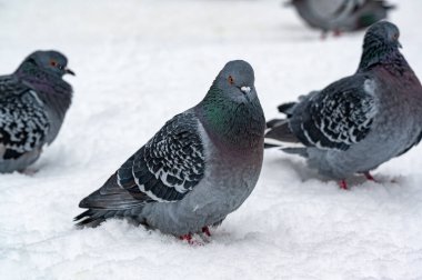 Orebro 'nun merkezinde güvercin soğuk bir kış günü Orebro İsveç 12 Aralık 2023