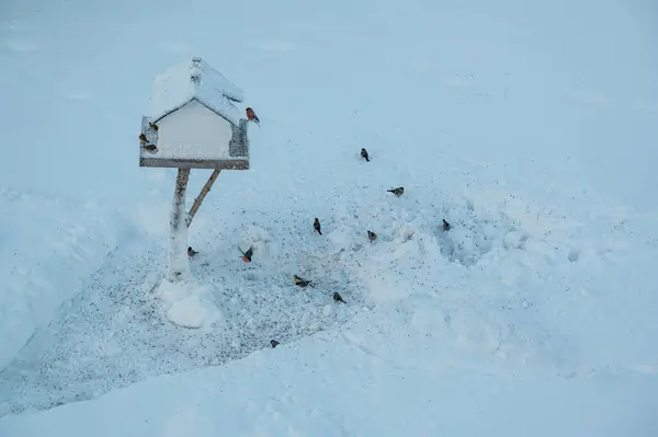 Birds eating seeds in garden with bird feeder Kumla Sweden December 27 2023