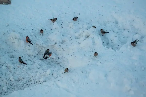 Cluster of birds eating bird seeds in snow Kumla Sweden December 27 2023
