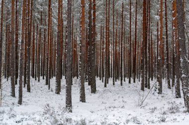Kışın çam ağaçlarıyla dolu orman Hallsberg 9 Şubat 2024