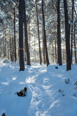 9 Şubat 2024 'te kar altında Motala İsveç' e kadar ağaçların arasından ışık geliyor.