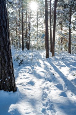 9 Şubat 2024 'te kar altında Motala İsveç' e kadar ağaçların arasından ışık geliyor.