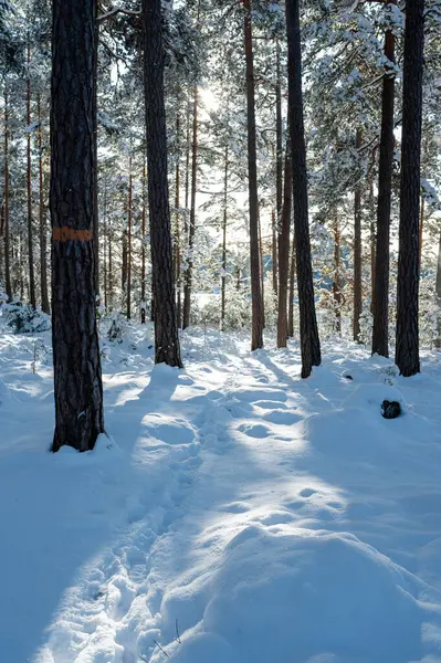 9 Şubat 2024 'te kar altında Motala İsveç' e kadar ağaçların arasından ışık geliyor.