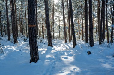 9 Şubat 2024 'te kar altında Motala İsveç' e kadar ağaçların arasından ışık geliyor.