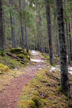 23 Şubat 2024 'te İsveç' in birçok yosun tabakası ile köknar ormanında yol aldık.