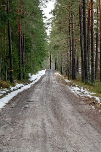 Şubat Hallsberg İsveç 2024 'te çam ormanlarında düz yol