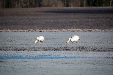 A pair of whooper swans eating in agriculture field Tysslingen Sweden March 7 2024 clipart