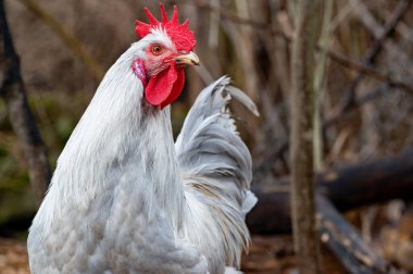 Eski topraklarda yiyecek arayan gri güçlü horoz Kumla İsveç 15 Mart 2024