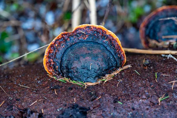 stock image Red belted conk on dead fir tree Kumla Sweden March 20 2024