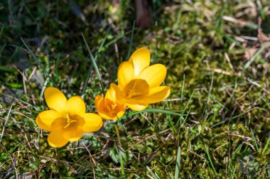 Yeşil yosunlu çimlerde yetişen sarı Crocus Kumla İsveç Nisan 12024