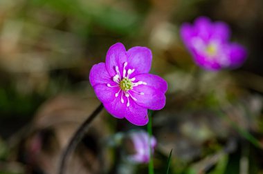 Hepatica nobilis Liverleaf farklı renklerde Kumla İsveç Nisan 1 2024