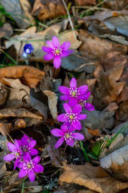 Hepatica nobilis Liverleaf farklı renklerde Kumla İsveç Nisan 1 2024