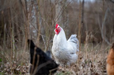 Ormanda yiyecek arayan tavuklar Kumla İsveç 8 Nisan 2024