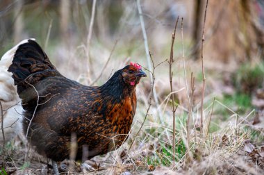 Ormanda yiyecek arayan tavuklar Kumla İsveç 8 Nisan 2024