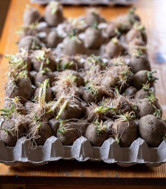 Seed potatoes with eyes and sprouts in egg carton indoor in Sweden April 22 2024 clipart