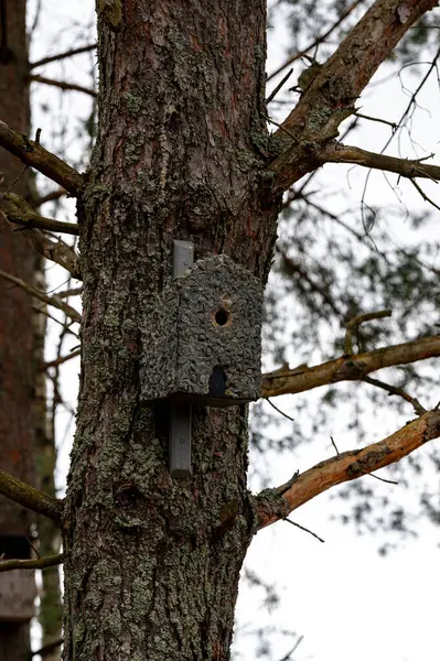 Bird house on tree trunk Kumla Sweden April 29 2024