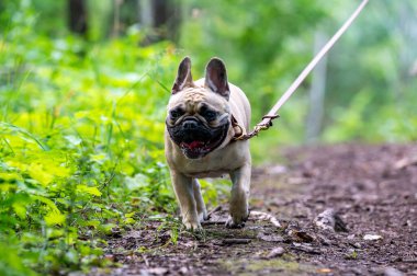 Fransız bulldog deri tasmayla yürüyüşe çıktı. Kumla İsveç 9 Temmuz 2024