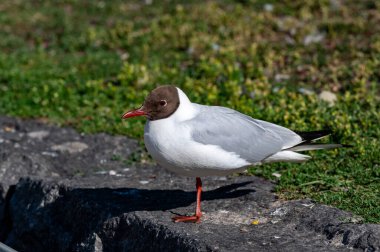 Orebro şehir merkezinde 25 Haziran 2024 'te siyah başlı martı yaklaşıyor.