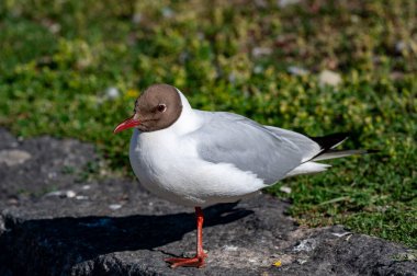 Orebro şehir merkezinde 25 Haziran 2024 'te siyah başlı martı yaklaşıyor.