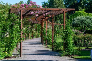 Büyük gül protal pergola Orebro İsveç 25 Haziran 2024