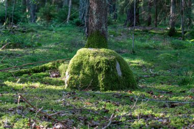 Yeşil yosunlarla kaplı yalnız bir taş güneş ışığıyla İsveç Ağustos 12024