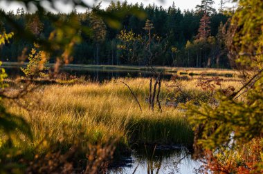 Küçük ormanlık göl üzerinde güzel bir akşam ışığı Hallsberg İsveç 12 Ağustos 2024