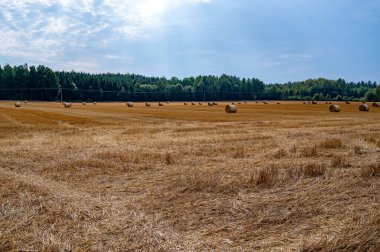 Agriculture field with round bales in Hallsberg Sweden September 8 2024 clipart