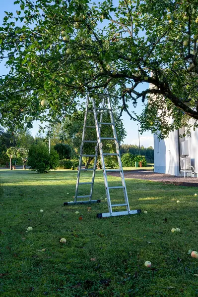 stock image Folding ladder standing ounder apple tree in garden Kumla Sweden September 12 2024