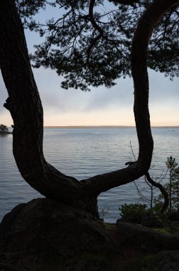 20 Eylül 2024 'te Vattern Motala Gölü önündeki bölünmüş ağaçtan bakın.