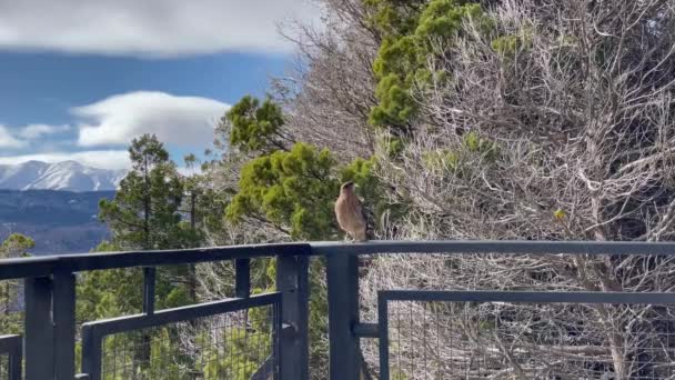 Uccello Rapace Seduto Sulla Rail Lookout Platform Nel Lanin National — Video Stock