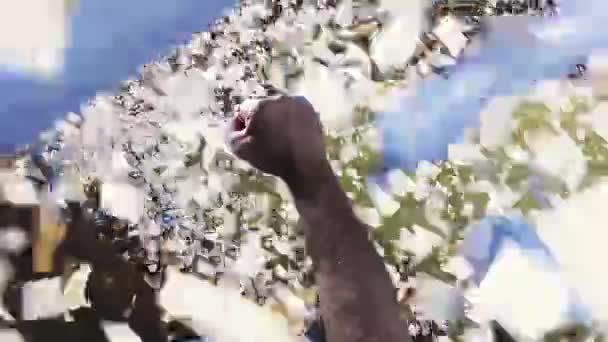 Futbol Stadyumu Nda Bir Kağıt Selinin Ortasında Takımlarını Karşılayan Bir — Stok video