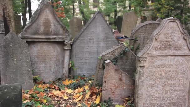 Eurazjatycki Jay Garrulus Glandarius Starym Cmentarzu Żydowskim Praga Czechy Rozdzielczość — Wideo stockowe