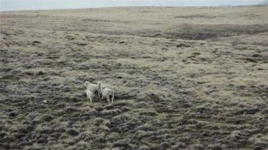 Flock of Sheep in East Falkland, Falkland Islands (Islas Malvinas), South Atlantic Ocean. 4K Resolution.