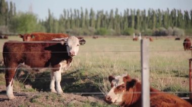 Arjantin 'deki çiftlik arazisinde Hereford Sığırları otluyor. 4K Çözünürlüğü.