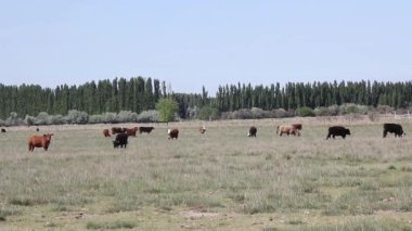 Cattle Grazing in Farm Field in Argentina. 4K Resolution.