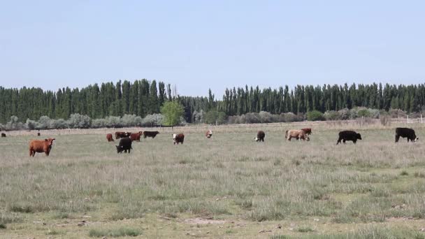 Cattle Grazing Farm Field Argentina Resolution — Stock video