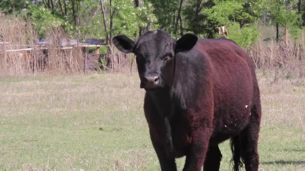 Black Calf Farm Field Close Resolution — Stockvideo