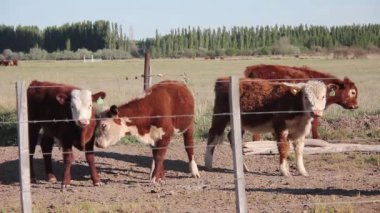 Arjantin 'deki çiftlik arazisinde Hereford Sığırları otluyor. 4K Çözünürlüğü.