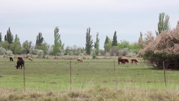 Cattle Rural Field Pampa Province Argentina Resolution — Wideo stockowe
